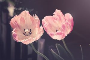 tulips-3339416__340