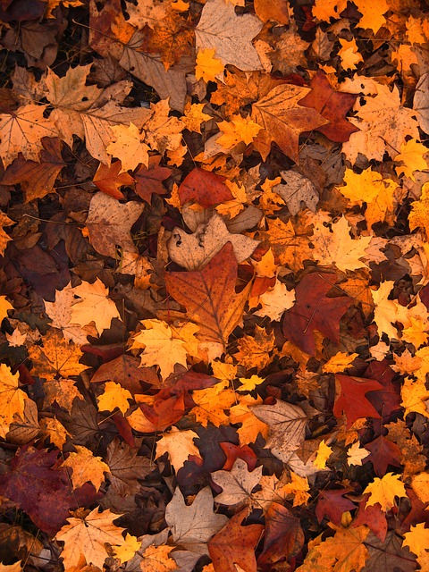 fall-foliage-111315_640